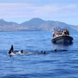 Holiday Program, Madeira, Idegen vezetés, Magyarul, Program, Túra, Buszos kirándulás, Nyaralás, hajó kirándulás, programok vizen, földön és levegőben