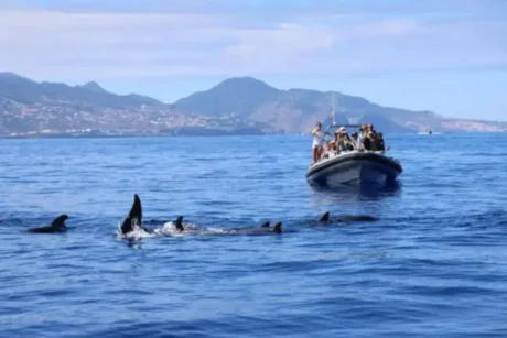 Holiday Program, Madeira, Idegen vezetés, Magyarul, Program, Túra, Buszos kirándulás, Nyaralás, hajó kirándulás, programok vizen, földön és levegőben