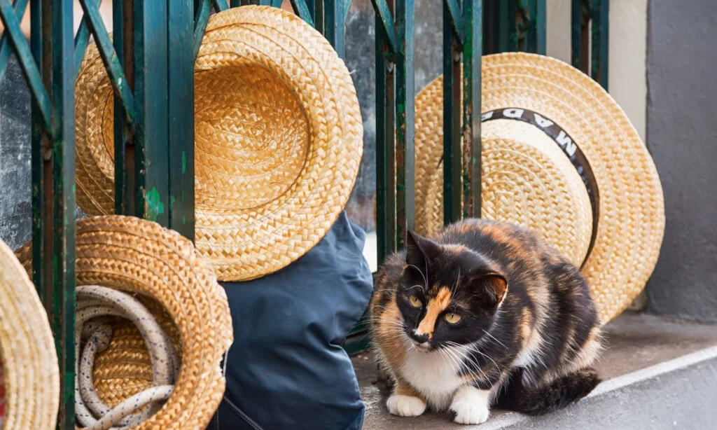 Holiday Program, Madeira, Idegen vezetés, Magyarúl, Program, Túra, Buszos kirándulás, Nyaralás, hajó kirándulás, programok vízem, földön és levegőben