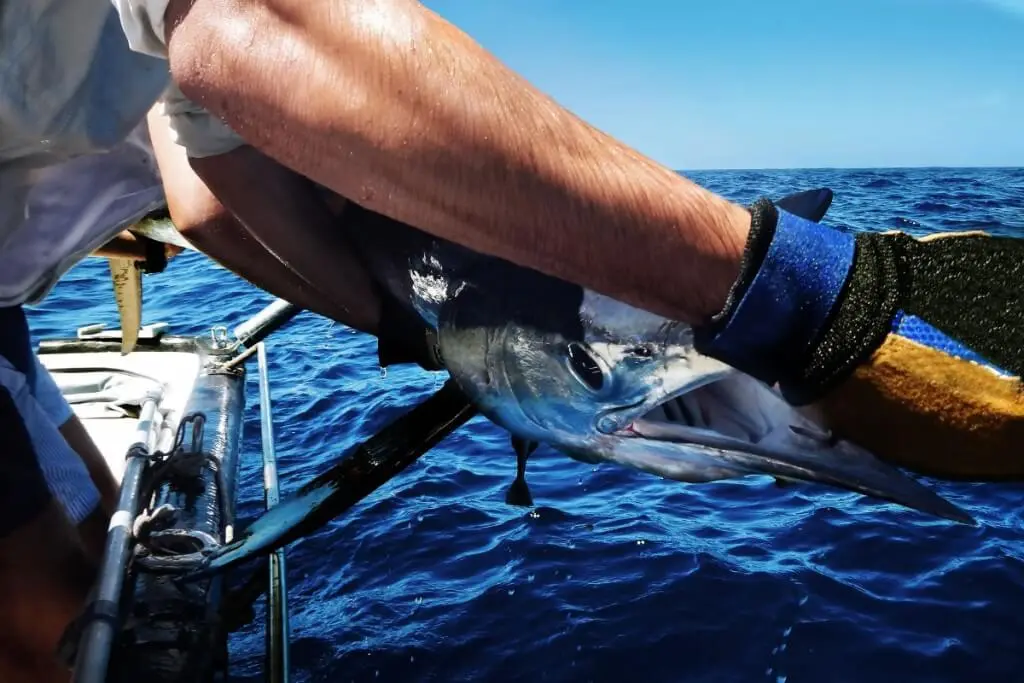 Holiday Program, Fuerteventura, Idegen vezetés, Magyarúl, Program, Túra, Buszos kirándulás, Nyaralás, hajó kirándulás, programok vizen, földön és levegőben