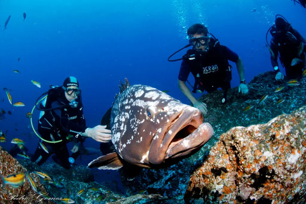Holiday Program, Madeira, Idegen vezetés, Magyarul, Program, Túra, Buszos kirándulás, Nyaralás, hajó kirándulás, programok vizen, földön és levegőben