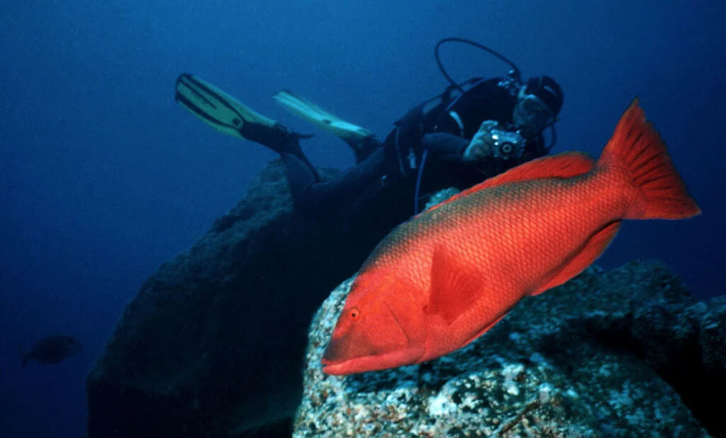 Holiday Program, Madeira, Idegen vezetés, Magyarul, Program, Túra, Buszos kirándulás, Nyaralás, hajó kirándulás, programok vizen, földön és levegőben