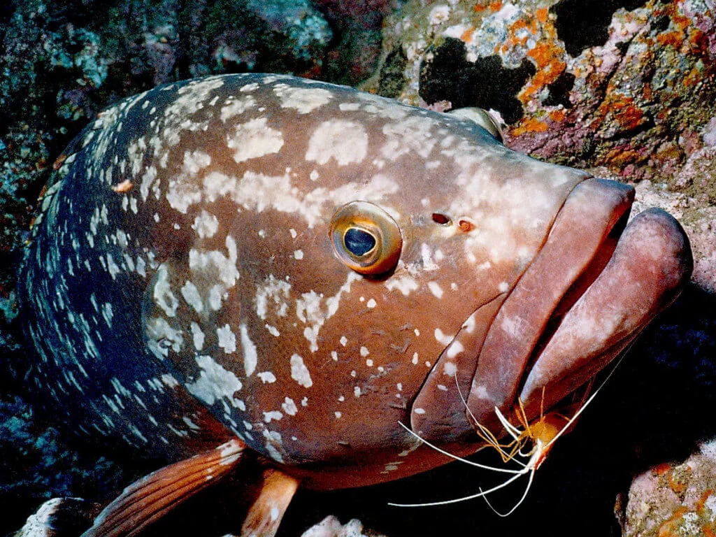Holiday Program, Madeira, Idegen vezetés, Magyarul, Program, Túra, Buszos kirándulás, Nyaralás, hajó kirándulás, programok vizen, földön és levegőben