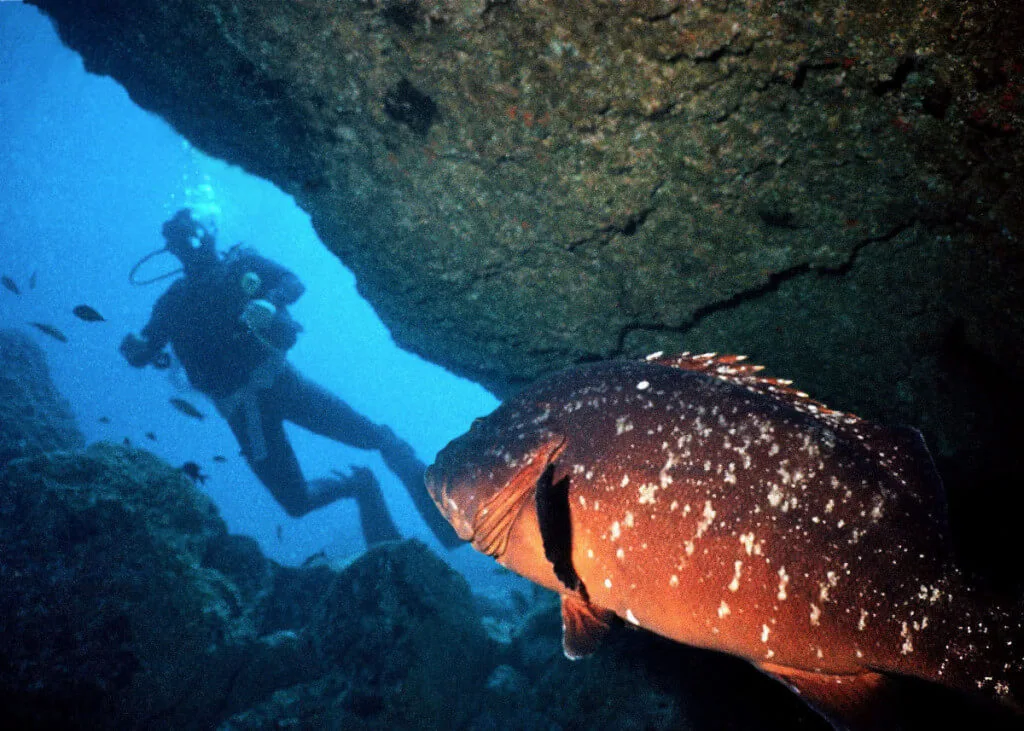 Holiday Program, Madeira, Idegen vezetés, Magyarul, Program, Túra, Buszos kirándulás, Nyaralás, hajó kirándulás, programok vizen, földön és levegőben