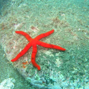 Holiday Program, Madeira, Idegen vezetés, Magyarul, Program, Túra, Buszos kirándulás, Nyaralás, hajó kirándulás, programok vizen, földön és levegőben