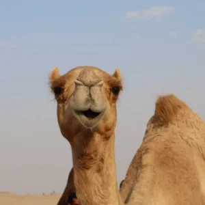 Holiday Program, Gran Canaria, Idegen vezetés, Magyarúl, Program, Túra, Buszos kirándulás, Nyaralás, Kanári szigetek