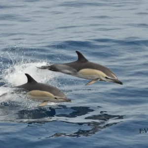 Holiday Program, Gran Canaria, Idegen vezetés, Magyarúl, Program, Túra, Buszos kirándulás, Nyaralás, Kanári szigetek