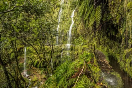 Holiday Program, Madeira, Idegen vezetés, Magyarúl, Program, Túra, Buszos kirándulás, Nyaralás, hajó kirándulás, programok vízem, földön és levegőben
